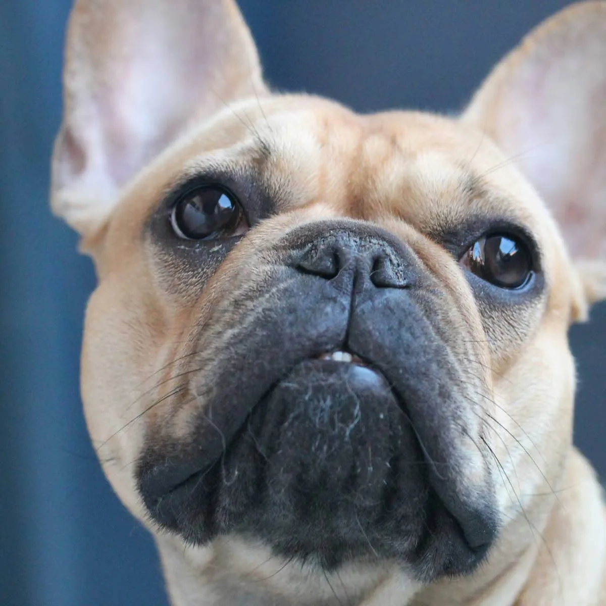 Understanding the French Bulldog: From Its Roots to Your Home