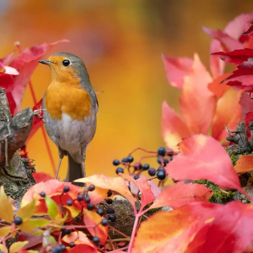 Turning Your Garden Into a Year-Round Robin Retreat