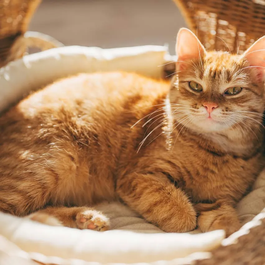 Orange Cat Name Ideas: Over 250 Picks for Ginger Males and Females