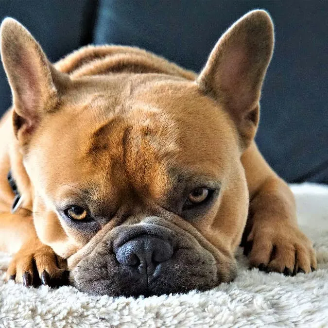 Post-Pyometra Surgery: What Kind of Care Does a Dog Need?