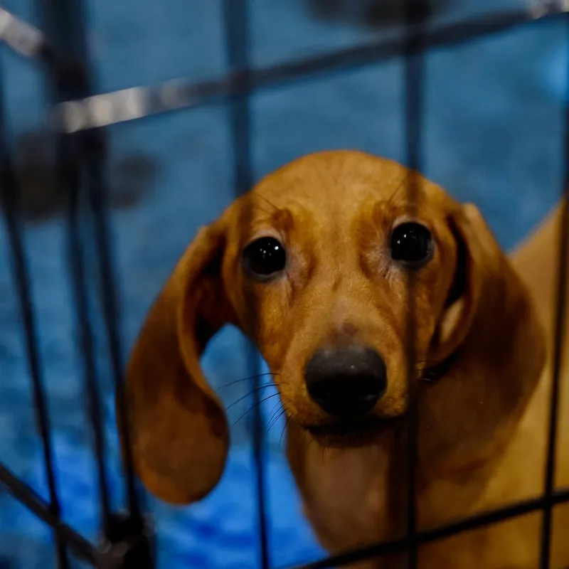 Bruno the Dachshund Mix Finds New Home After Terrified Shelter Stay