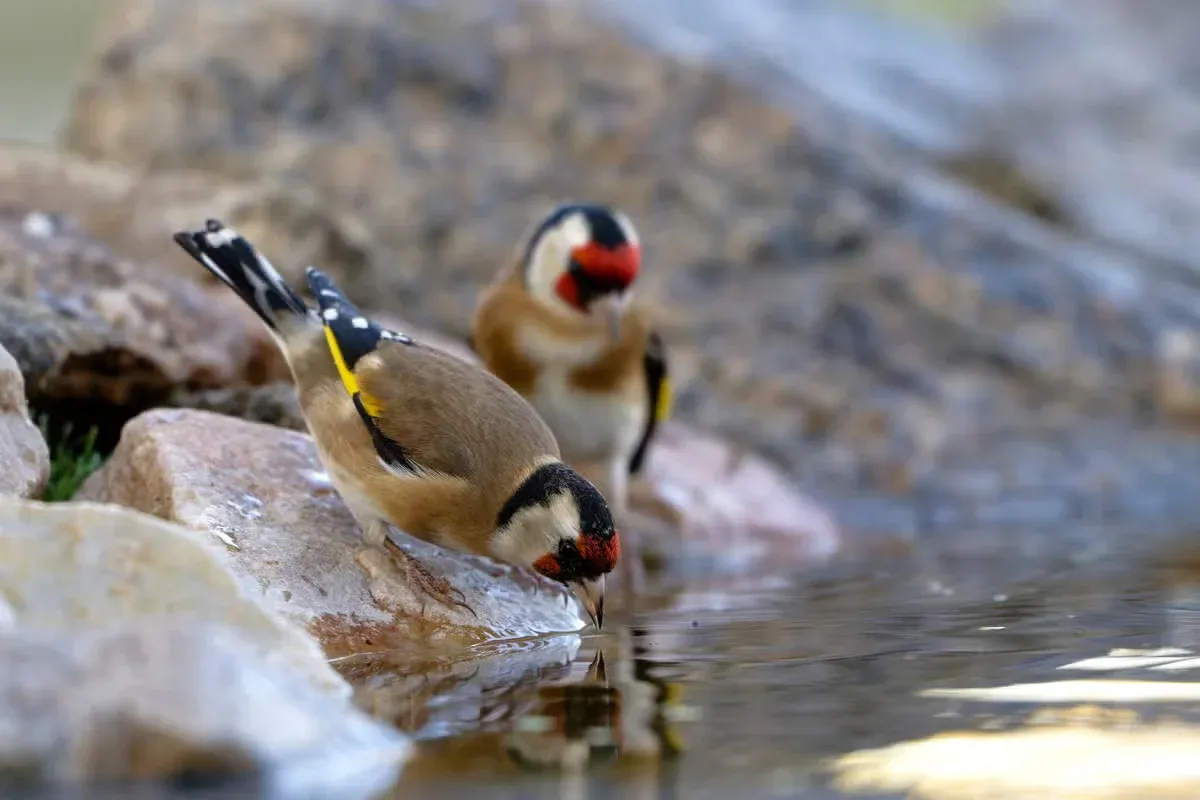 A pretty goldfinch may be trying to tell you something if it visits you.