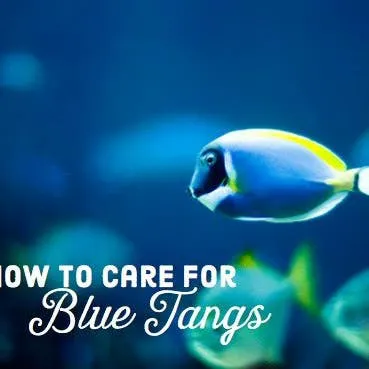 Essential Facts for Keeping the Regal Tang