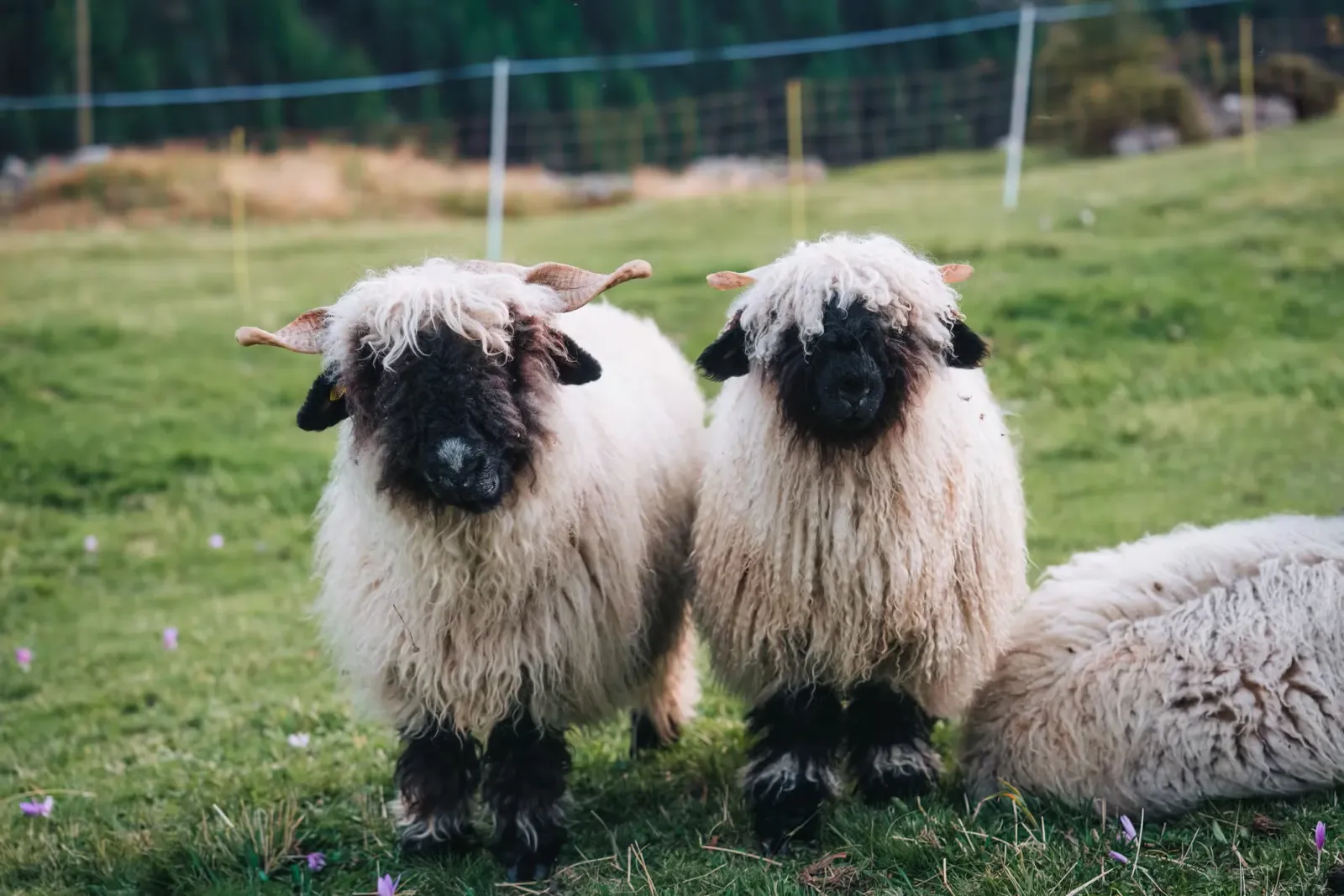 Three sheep in a field with cute names.