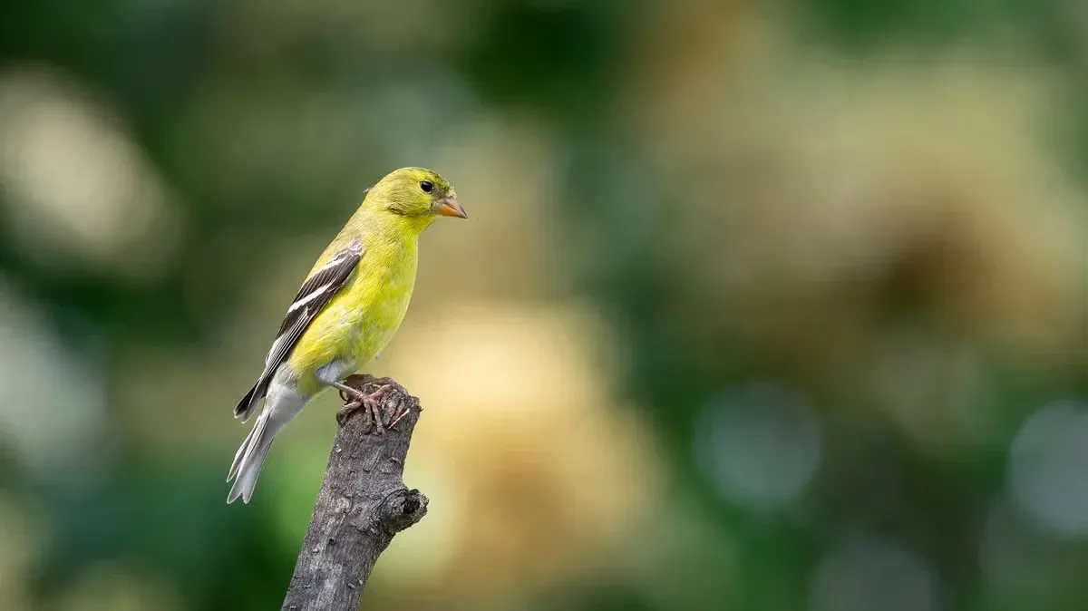 Different bird species prefer different foods.
