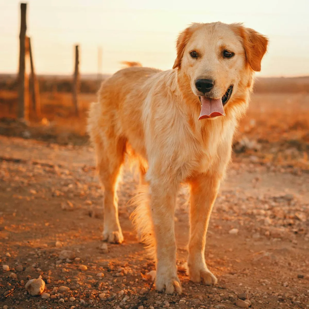 Top Golden Retriever Name Ideas: Over 250 Picks and Their Meanings