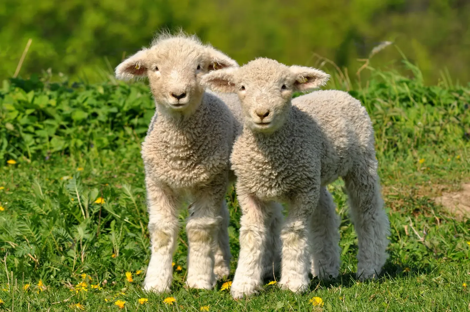Two baby lambs standing outside who have adorable sheep names.