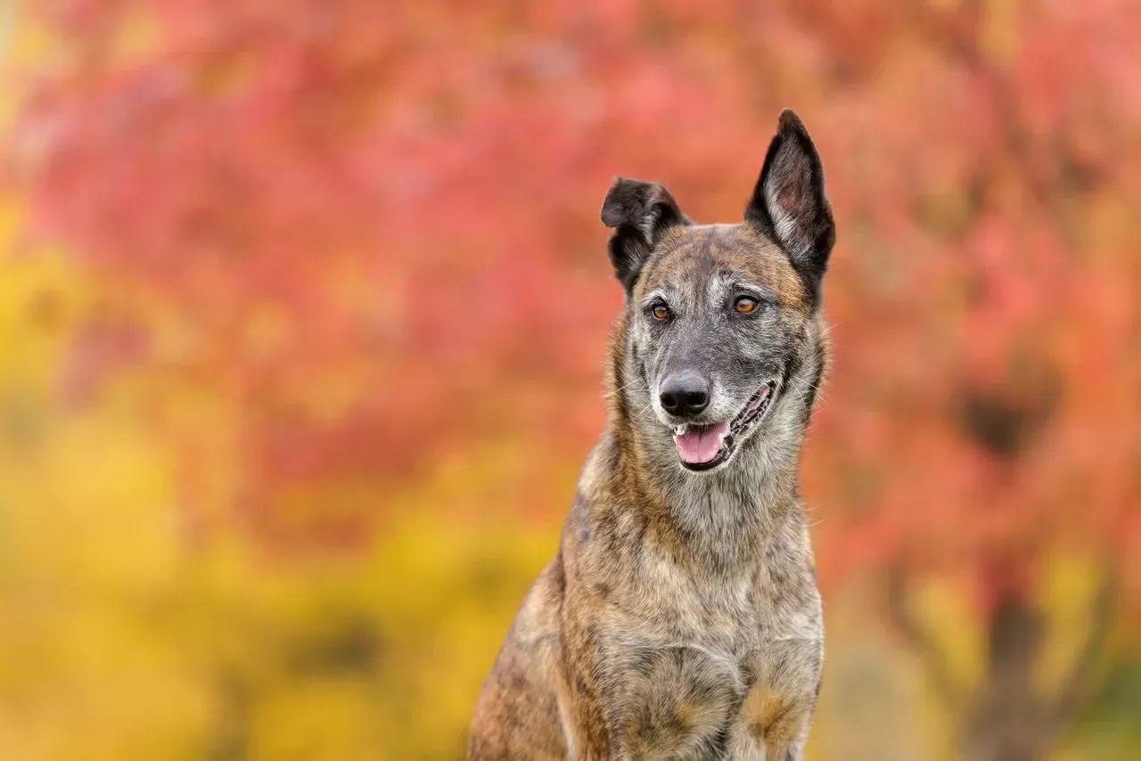 A Dutch Shepherd outside in autumn.