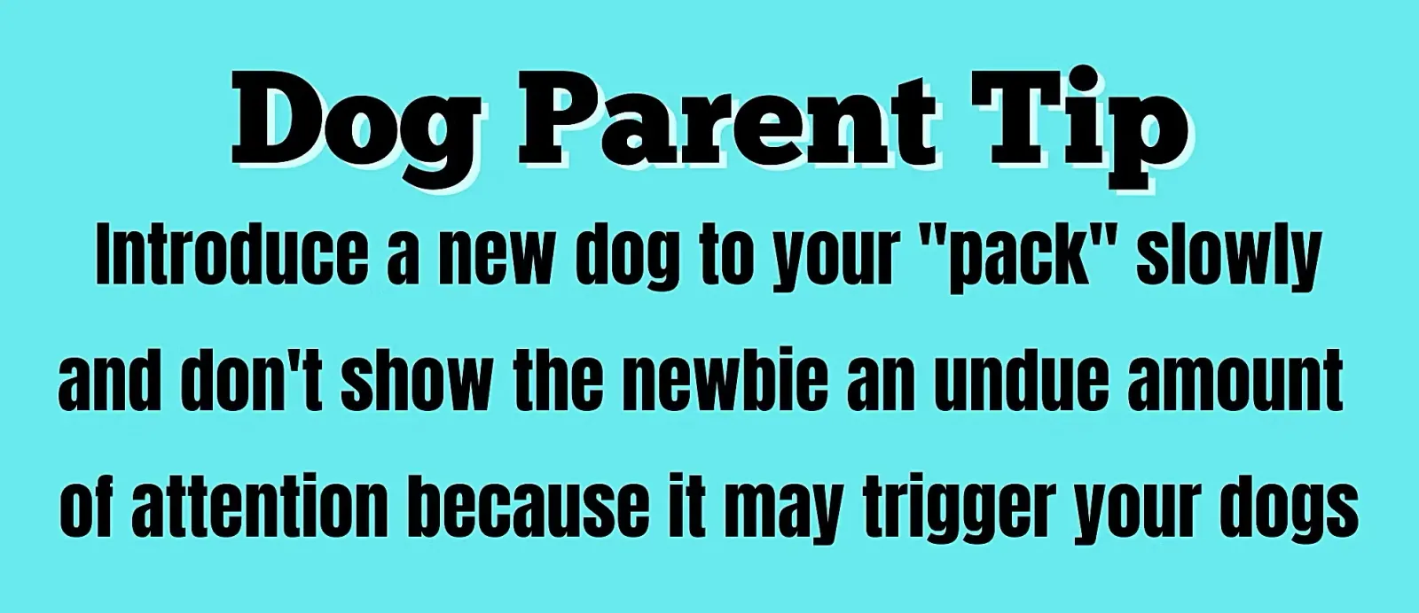 Introduce New Dog Slowly Infographic