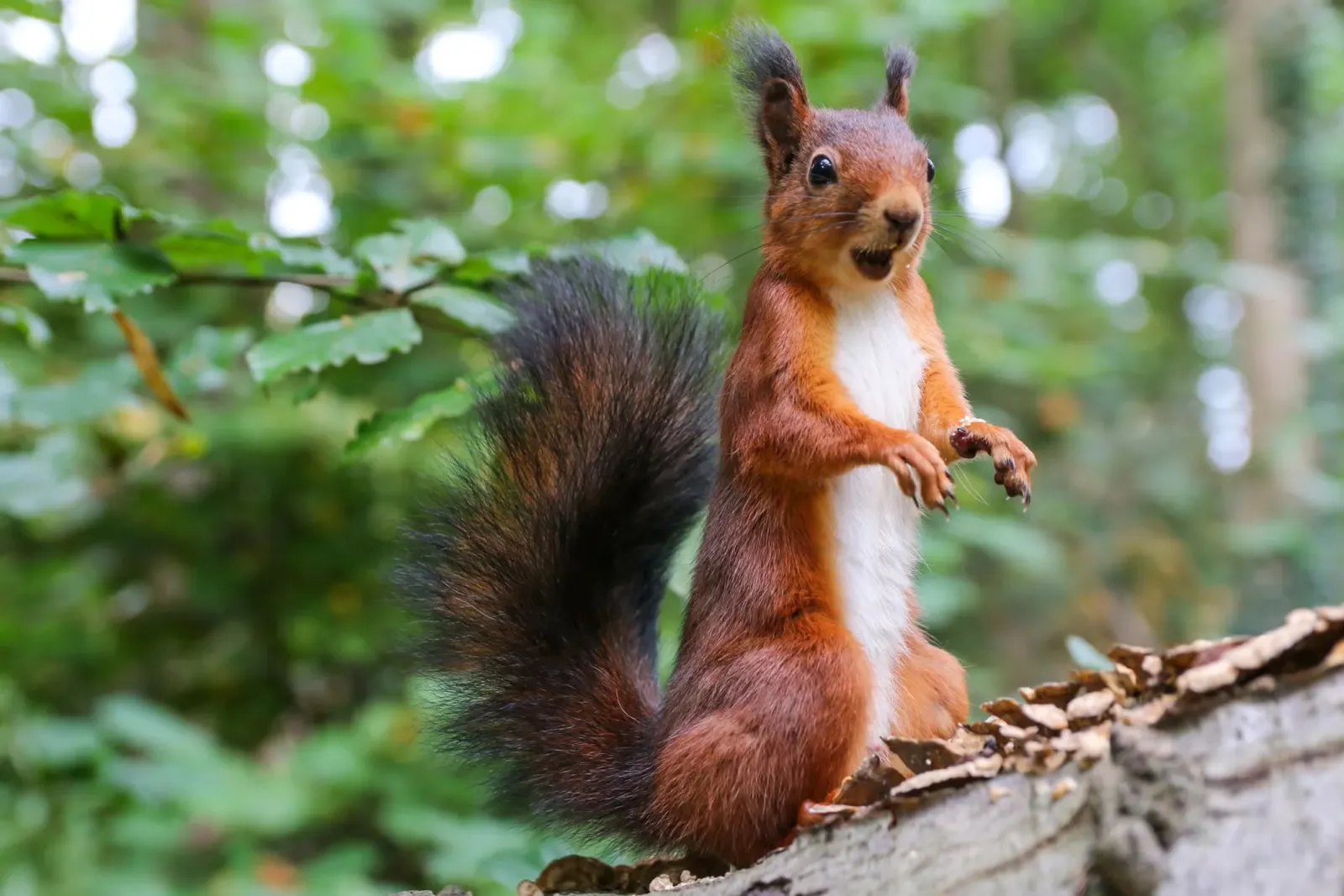 A red squirrel standing up and looking surprised.