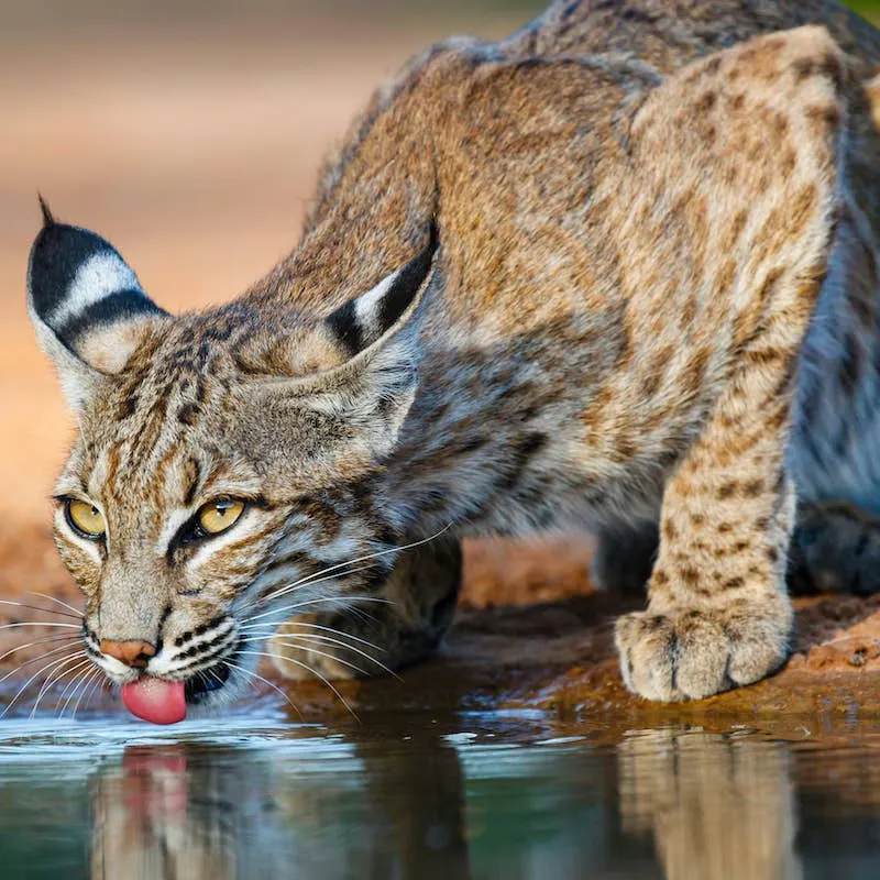 Bobcat Spotted in Your Yard? Here's How to Handle It Without Panic