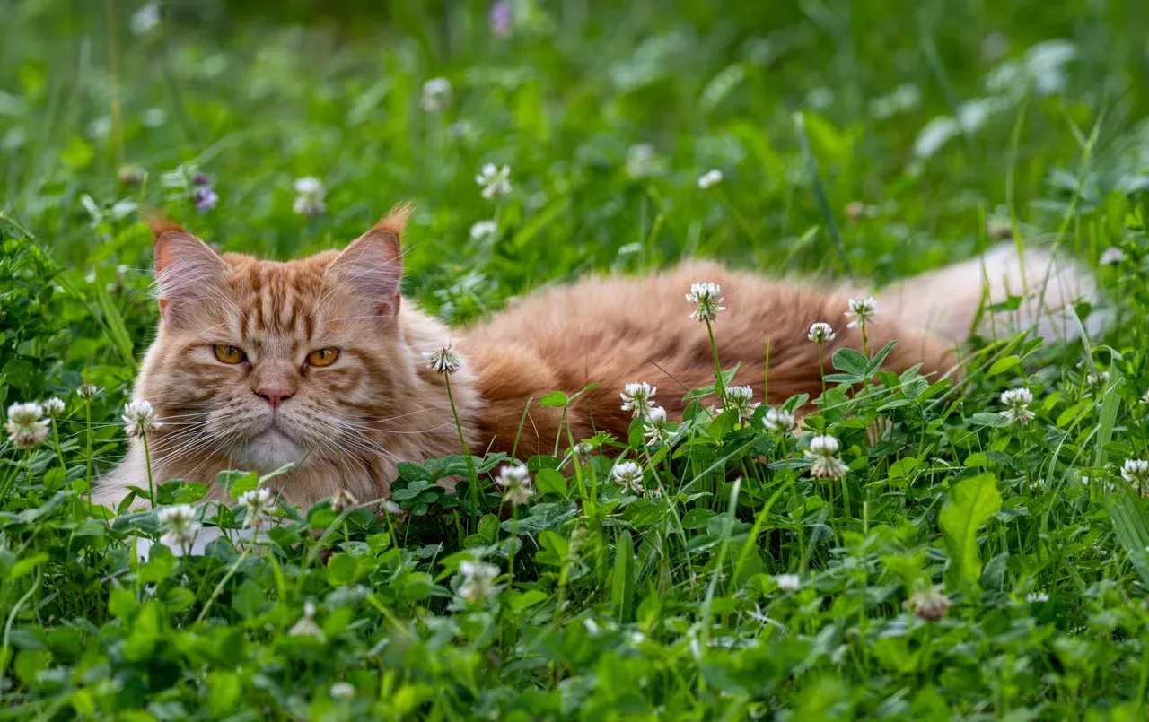 A cute orange cat reclining in the grass.