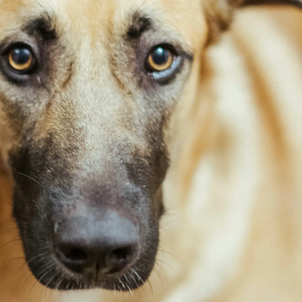 The Case Against Physical Punishment in Dog Training