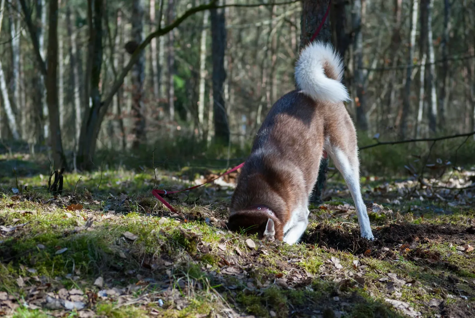 A Husky digging a hole
