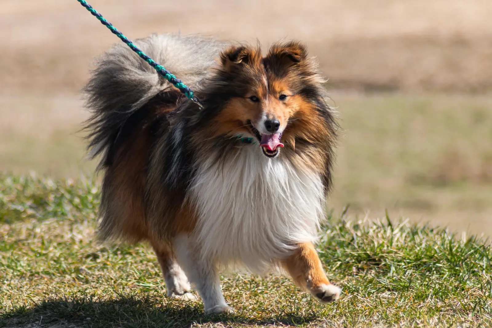 A dog on a walk in country settings
