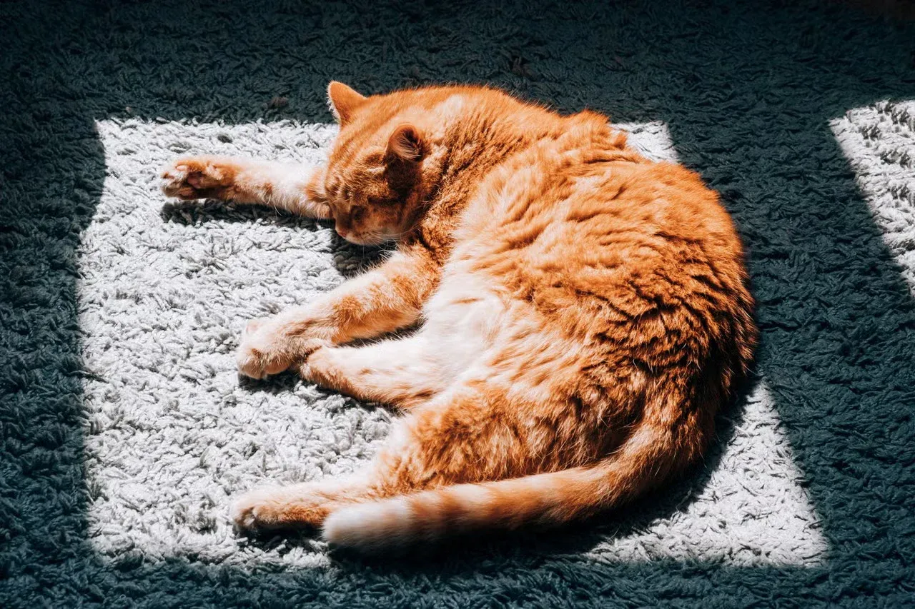 An orange cat sleeping in a sunny spot on the carpet.