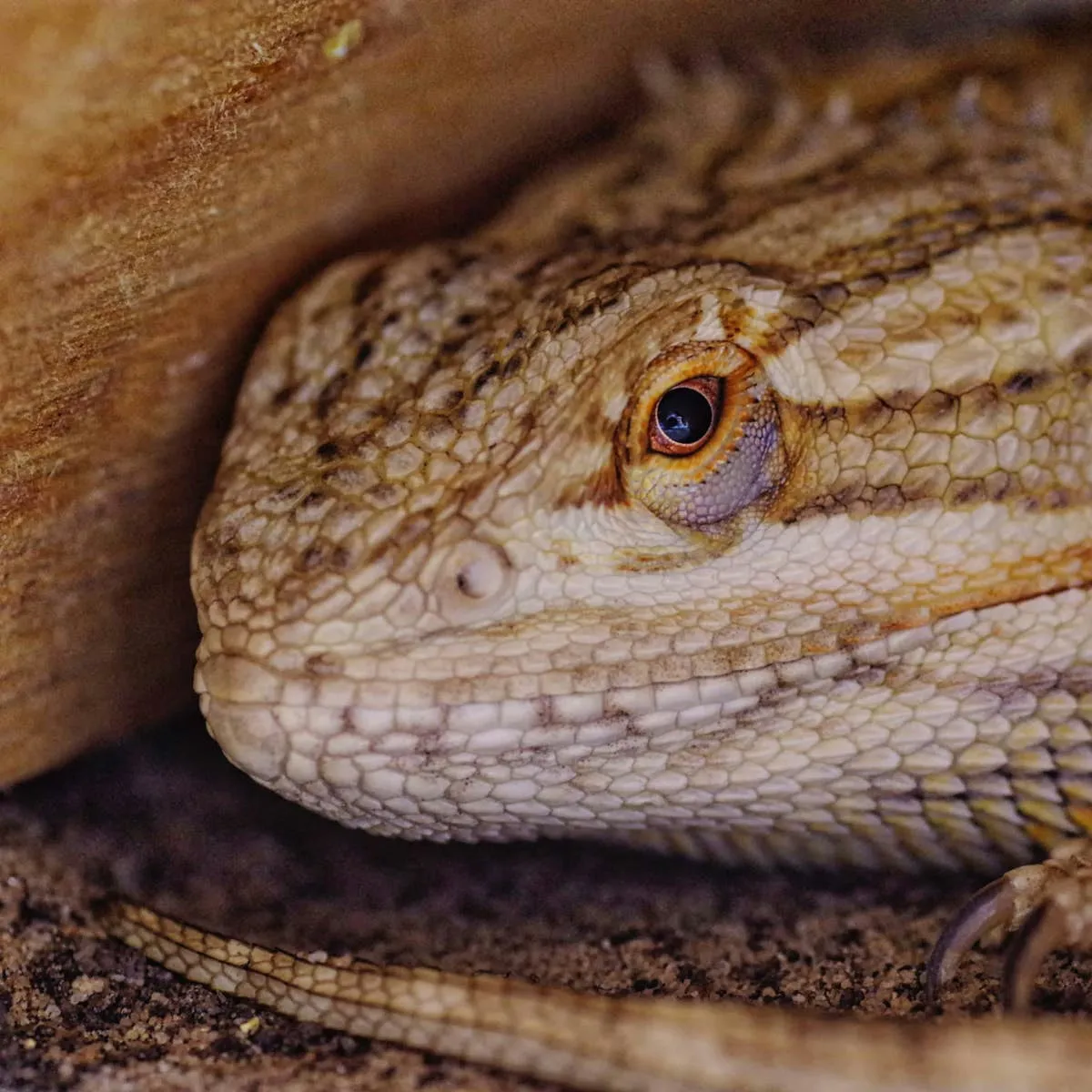 Ceramic Heat Emitters for Reptile Enclosures: A Practical Guide
