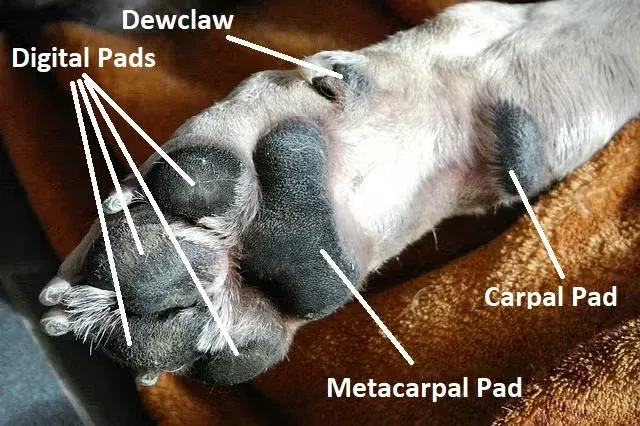 Picture highlighting dog's carpal pads