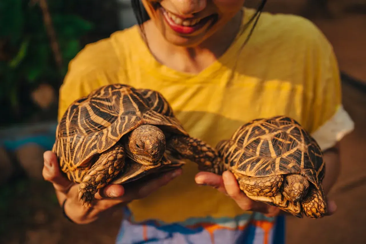 A woman holding two Indian star tortoises.