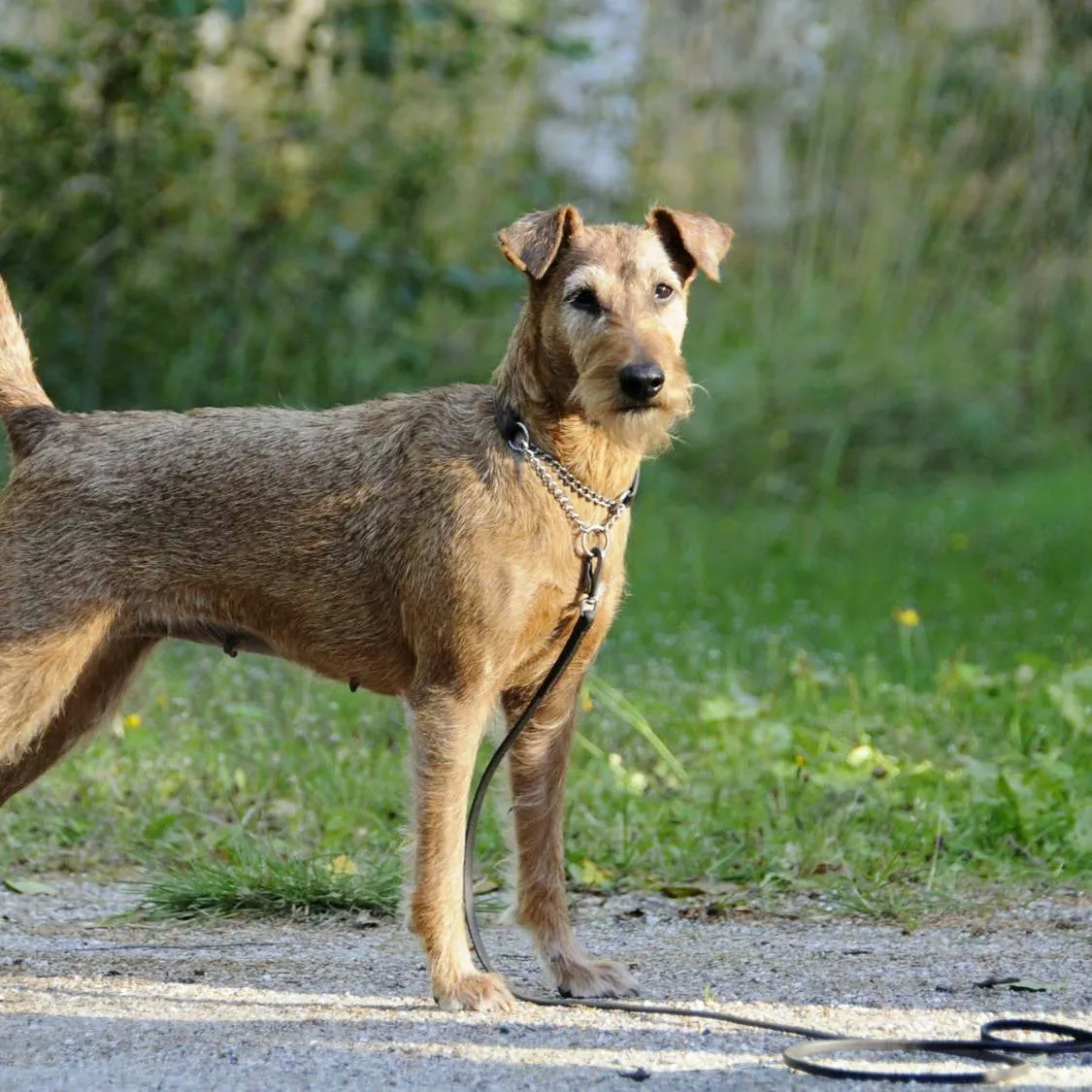 Irish Terrier: A Guide to the Bold and Fearless Breed