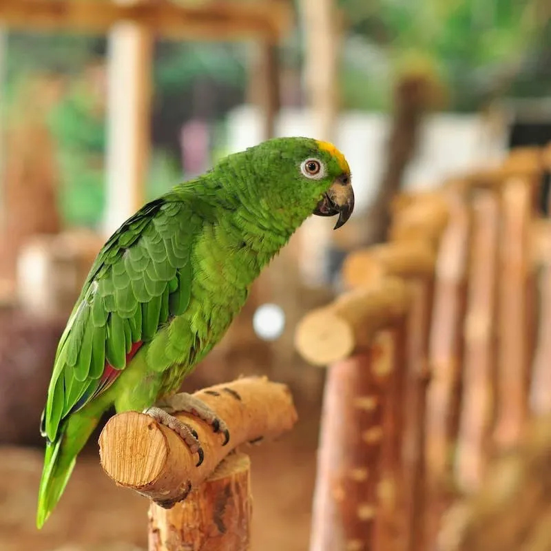 Parrot Picks Up Waving and Greeting on His Own, and the Internet Can't Handle It