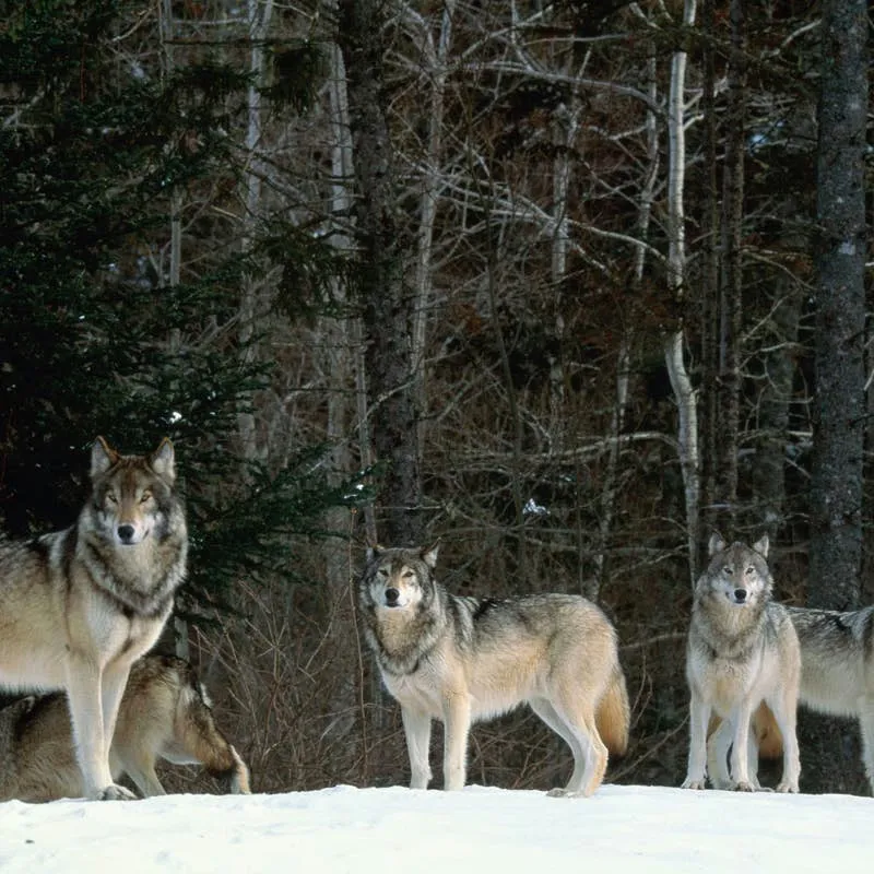 Wolf Name Ideas: 300+ Options for Males, Females, and Mythic Figures
