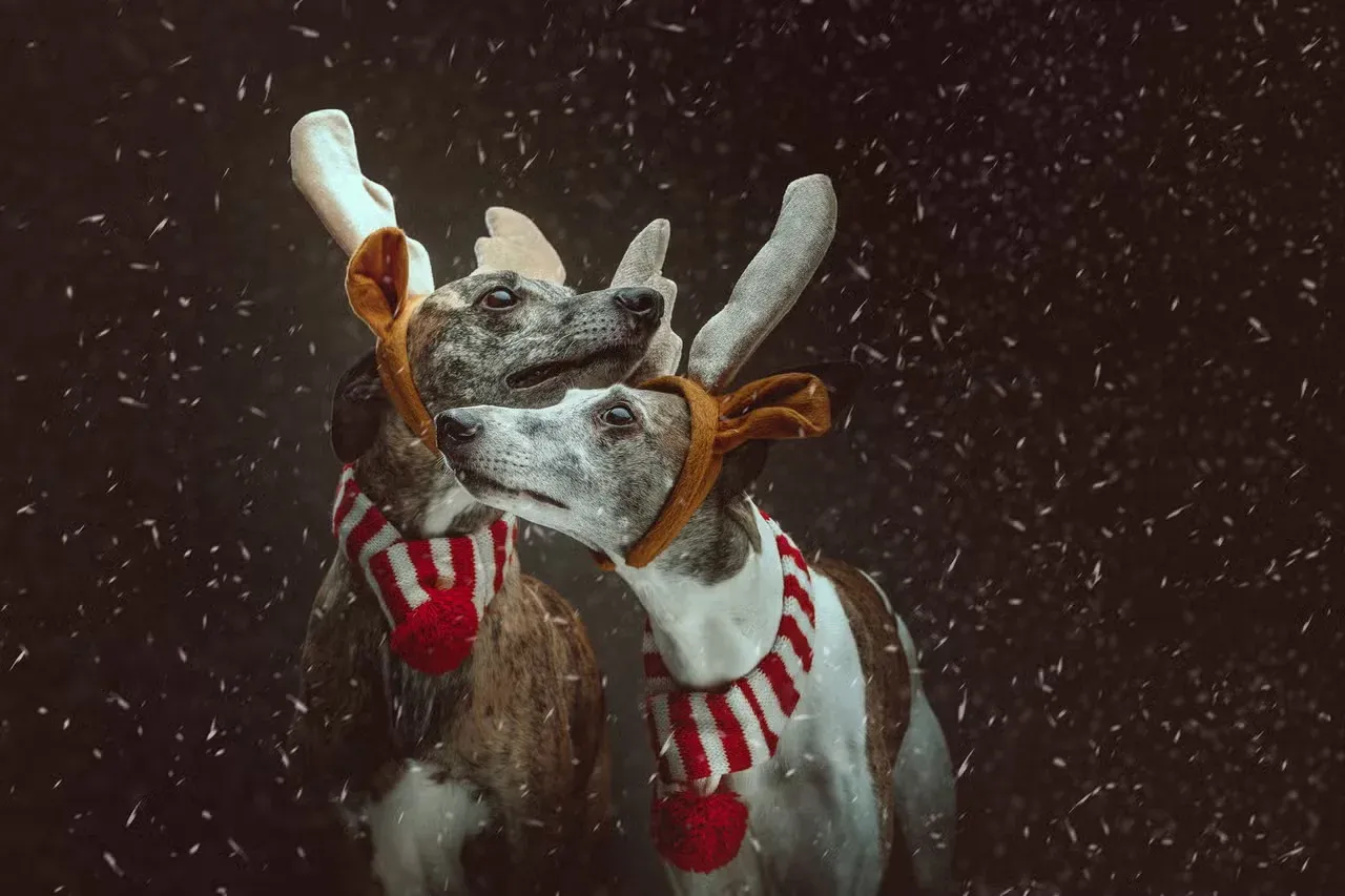 Two Whippets dressed as reindeer.