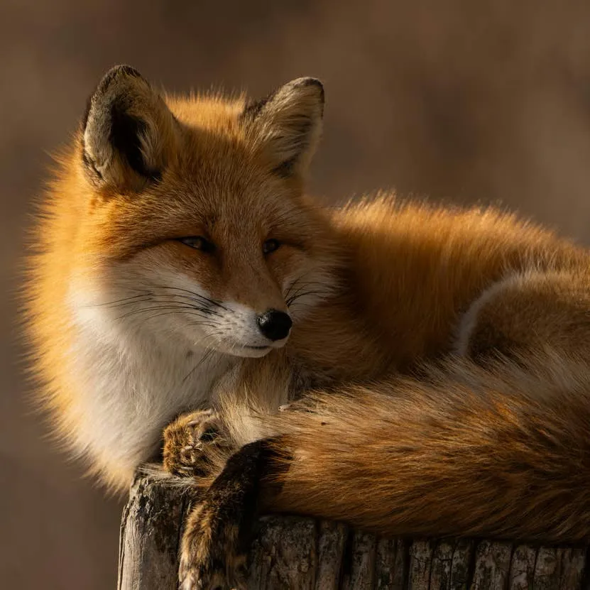 Fox Name Ideas: Over 150 Clever and Endearing Options