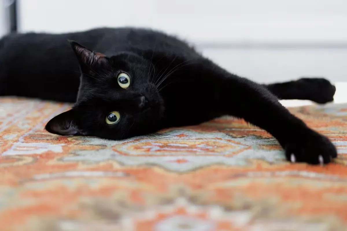 A black cat reclining on a carpet.