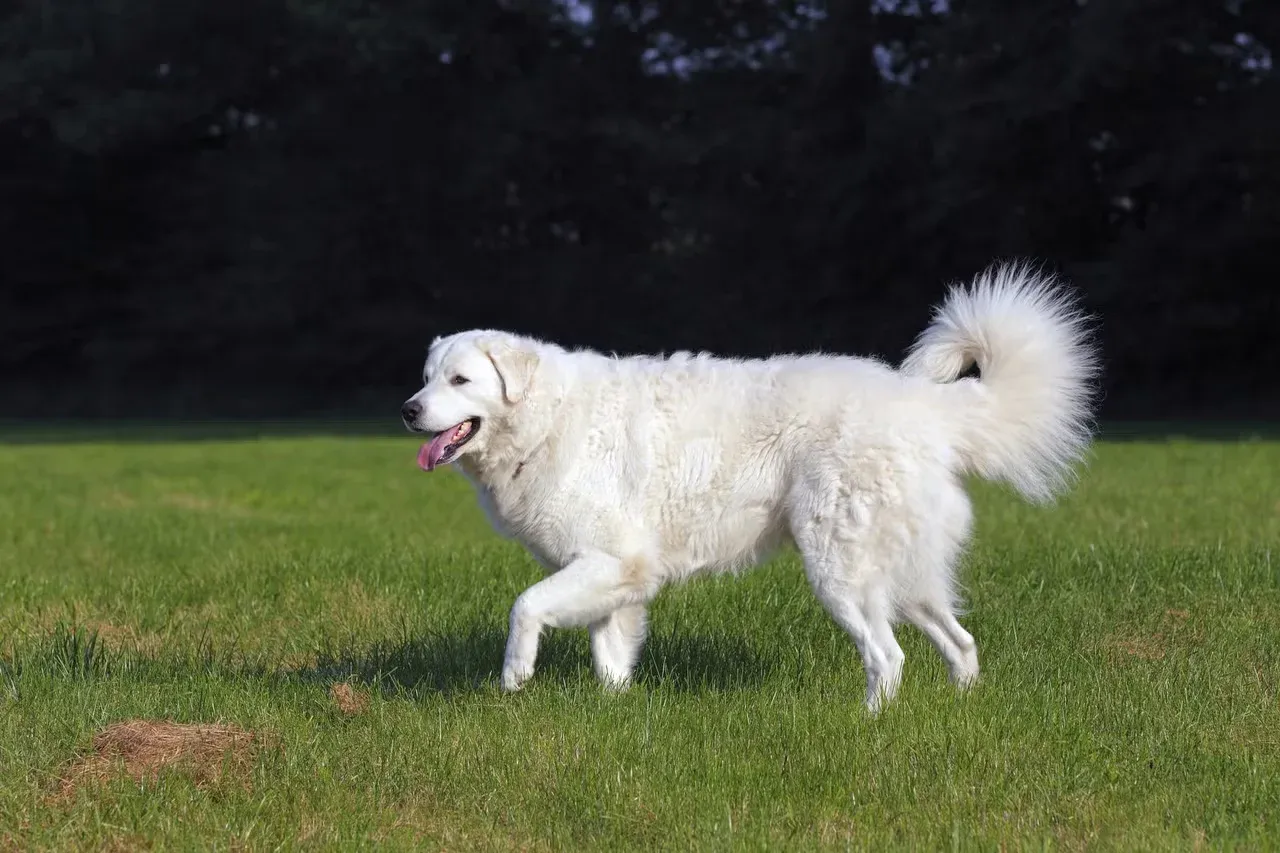 A brilliant white Kuvasz dog.