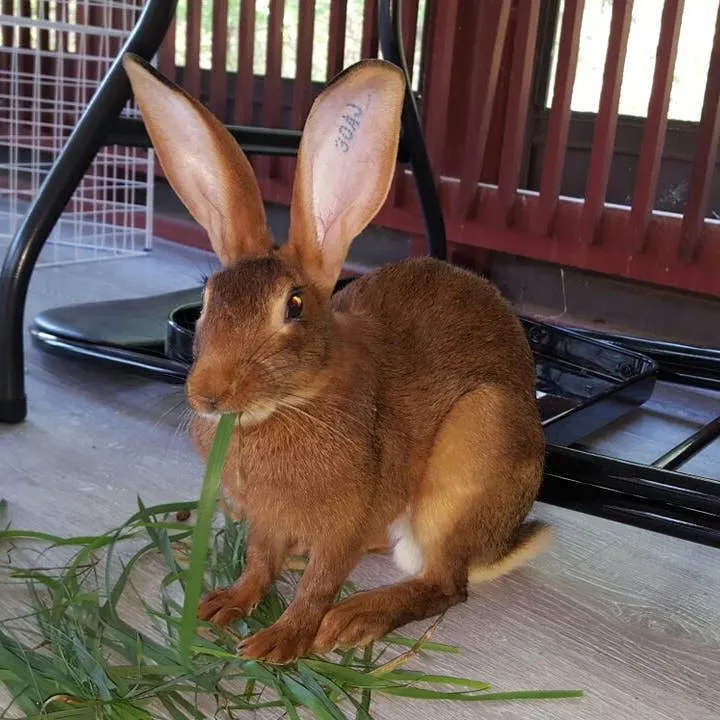 Belgian Hares: A Storied Past and Their Role as Companion Animals in America