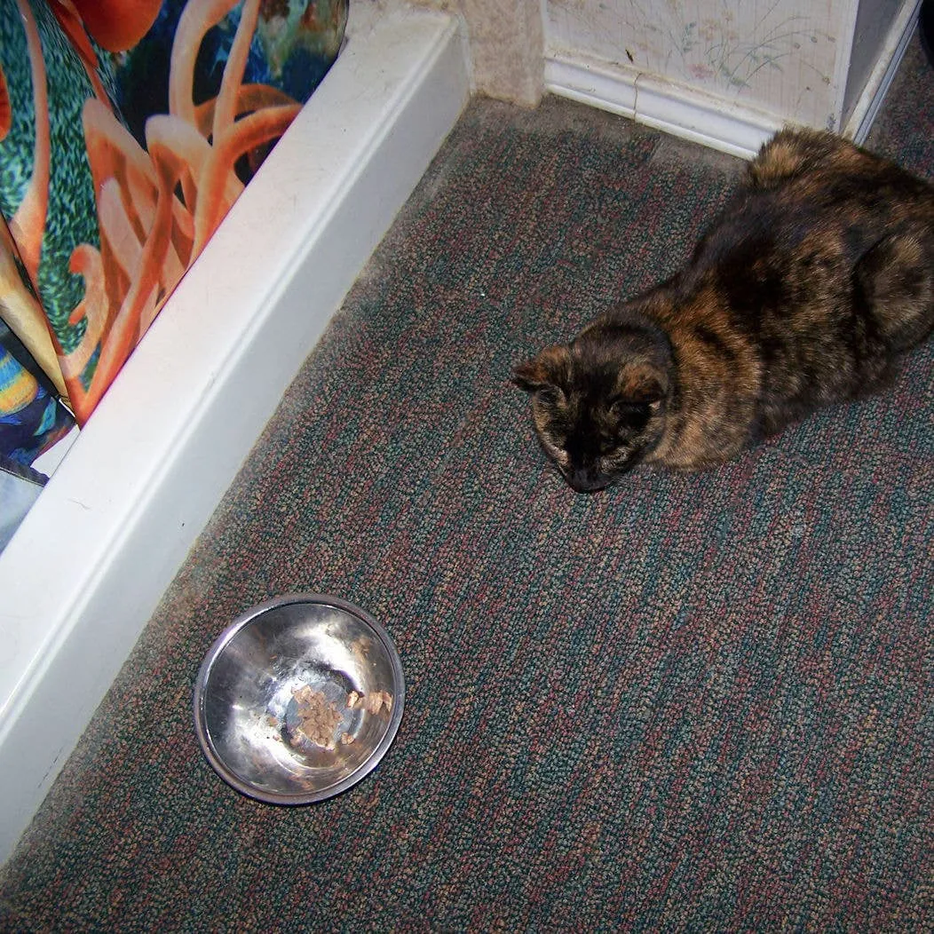 Feline Stroke: Recognizing the Signs and Seeking Care on a Budget