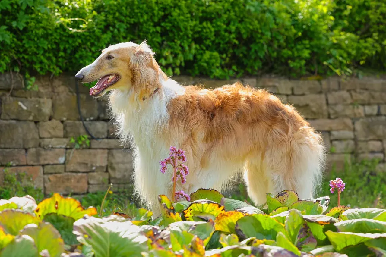 A Borzoi in a sunny garden.