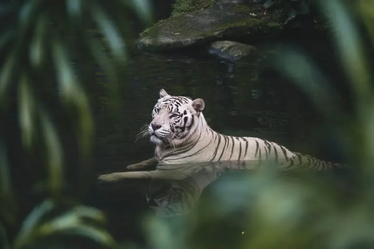 A white Bengal tiger chilling in a cool pool.