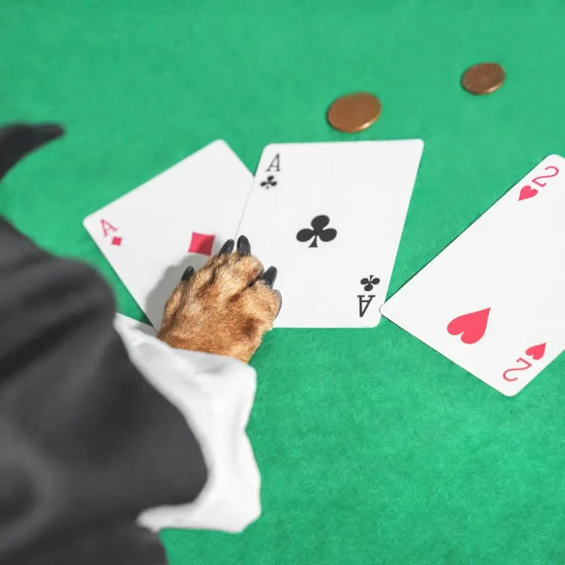 This Labrador Retriever Is Surprisingly Good at Uno, and the Internet Can't Believe It
