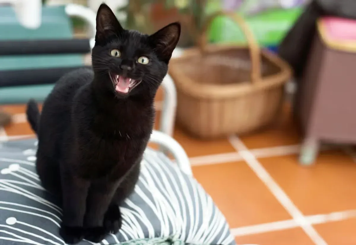 A cute black kitten mid-meow.
