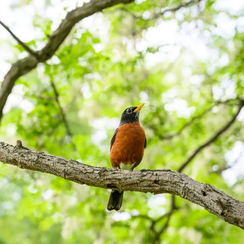 Why a Robin Might Keep Showing Up at Your House, Explained by Wildlife and Spiritual Experts