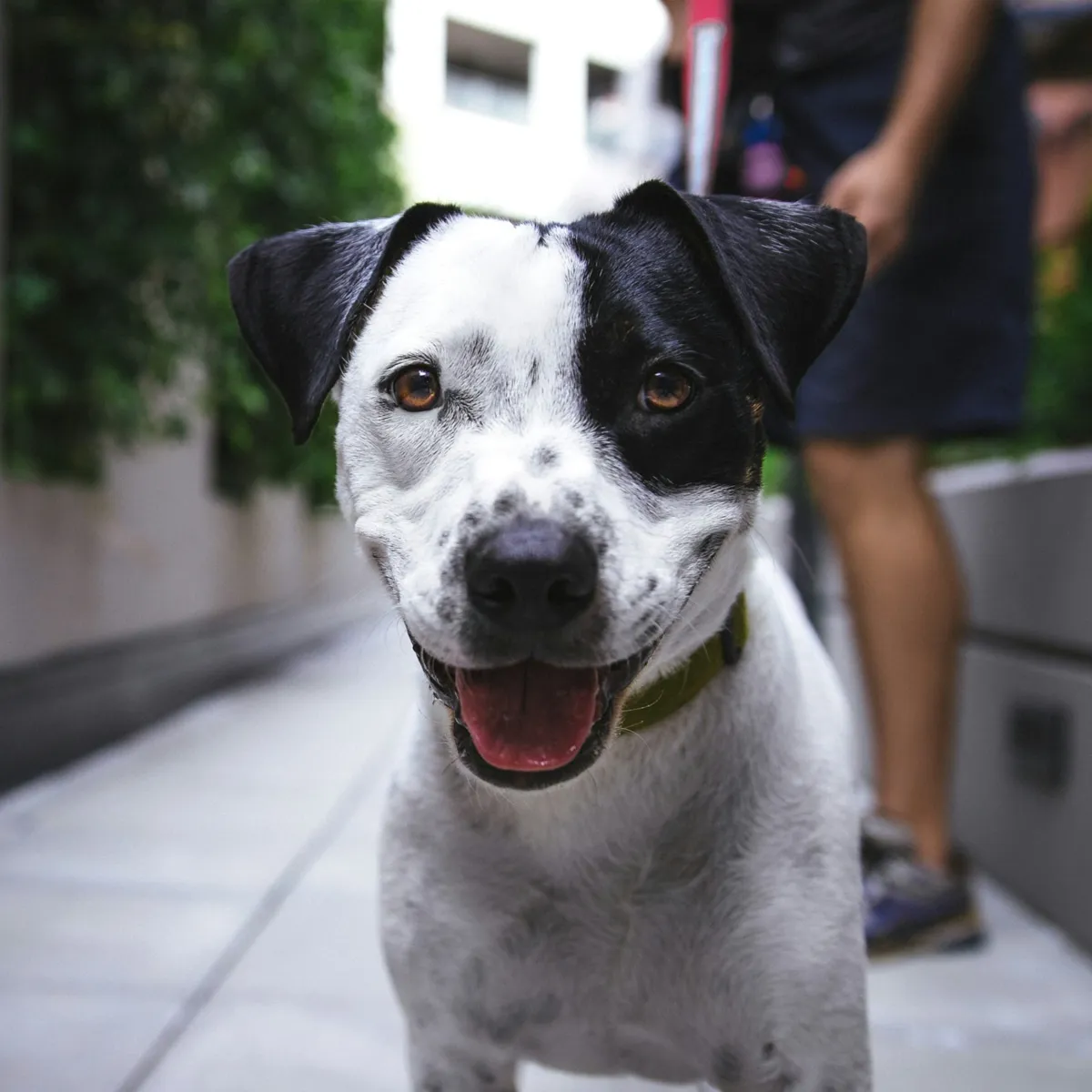 Training Your Own Dog to Sense Seizures: A Practical Guide