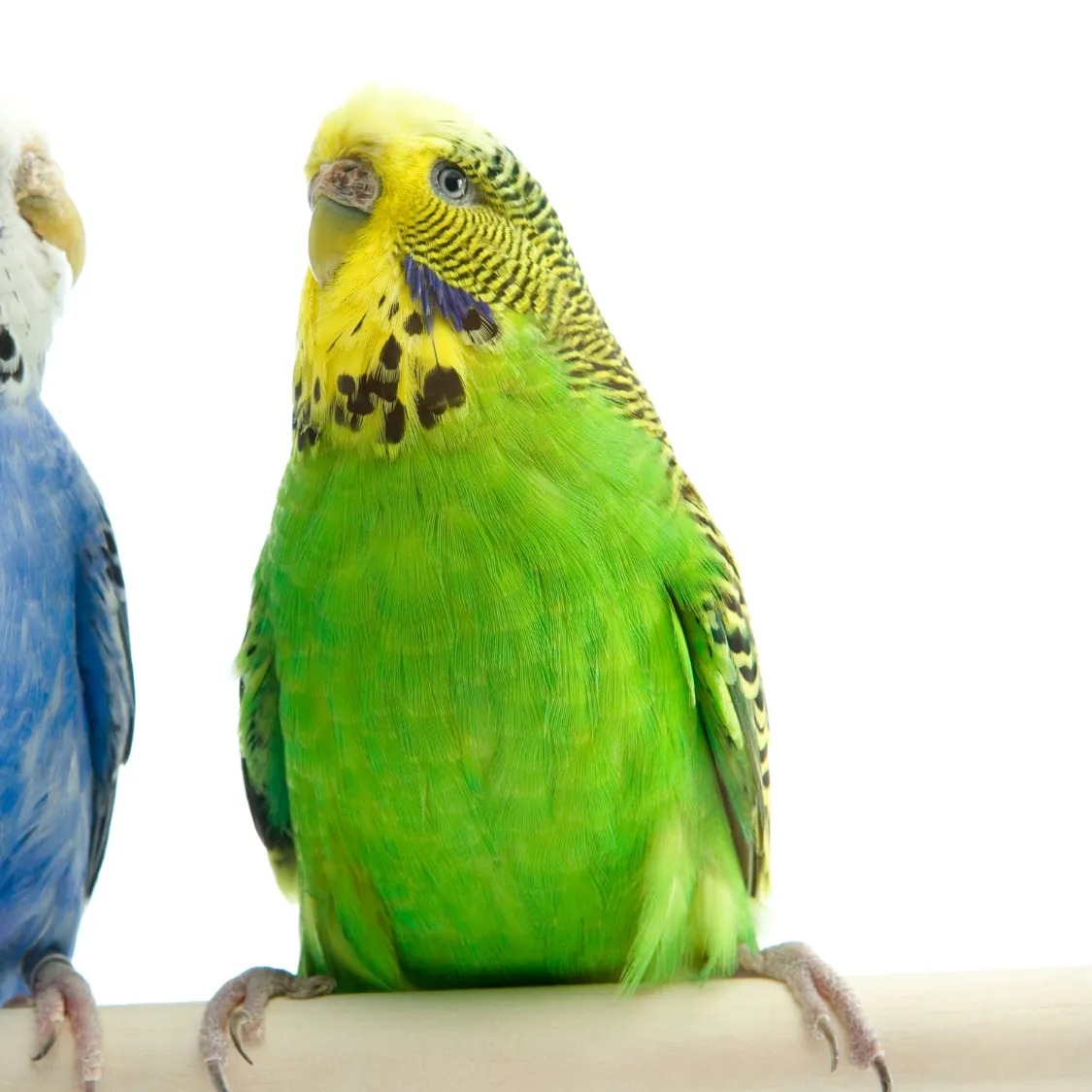 Budgie Nutrition: Safe Foods and Feeding Tips