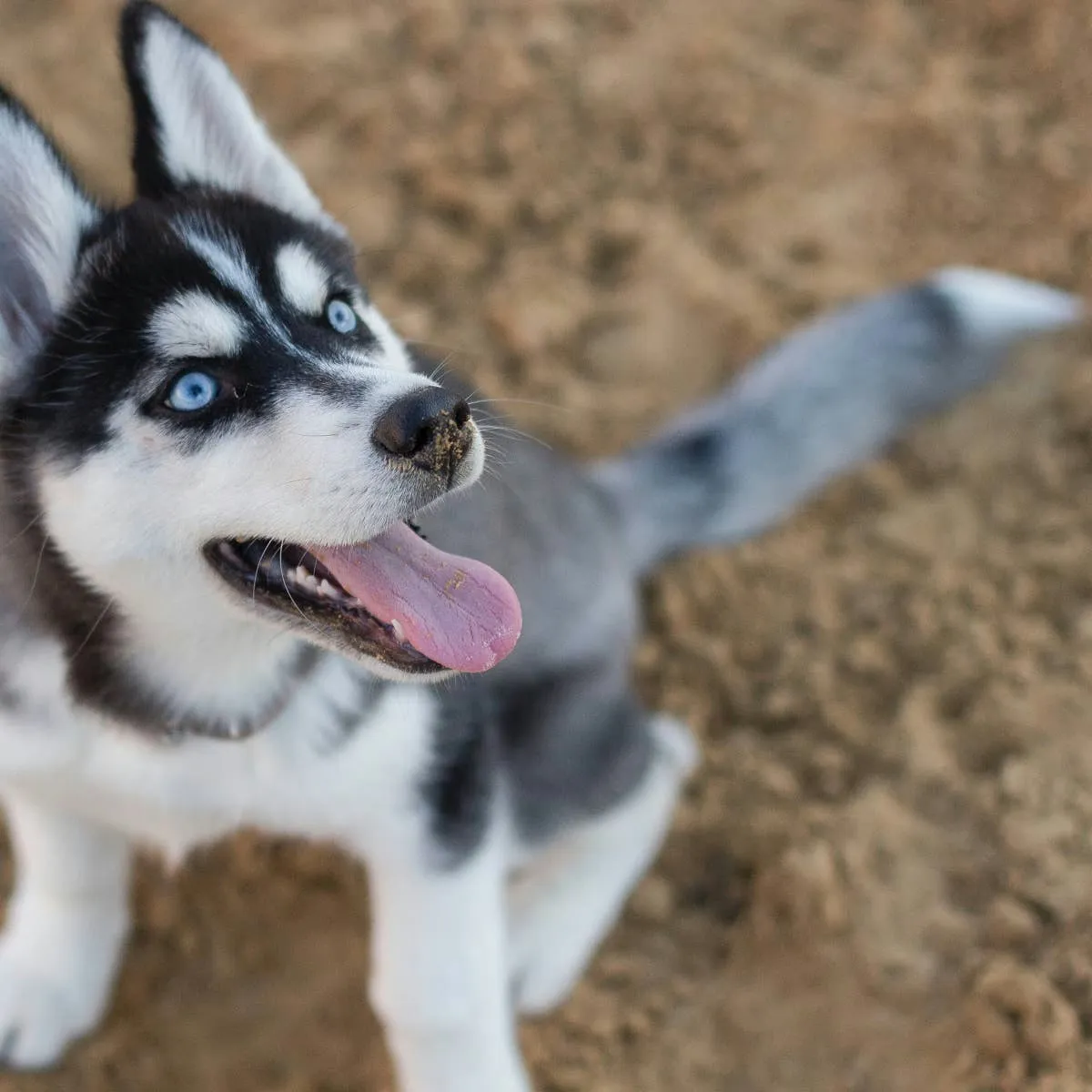 Choosing a Native-Inspired Name for Your Husky: A Comprehensive List