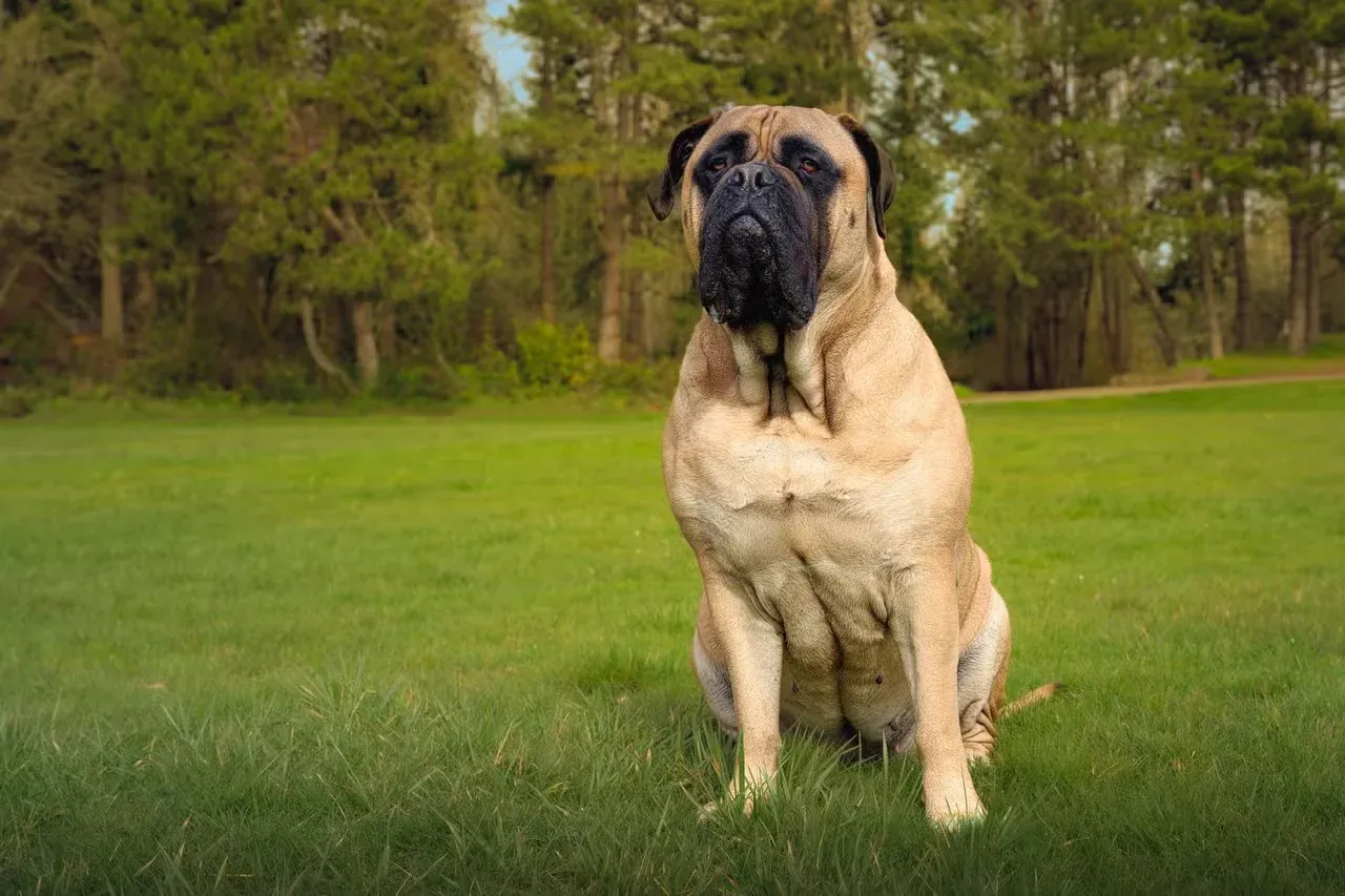 A Mastiff at the park.