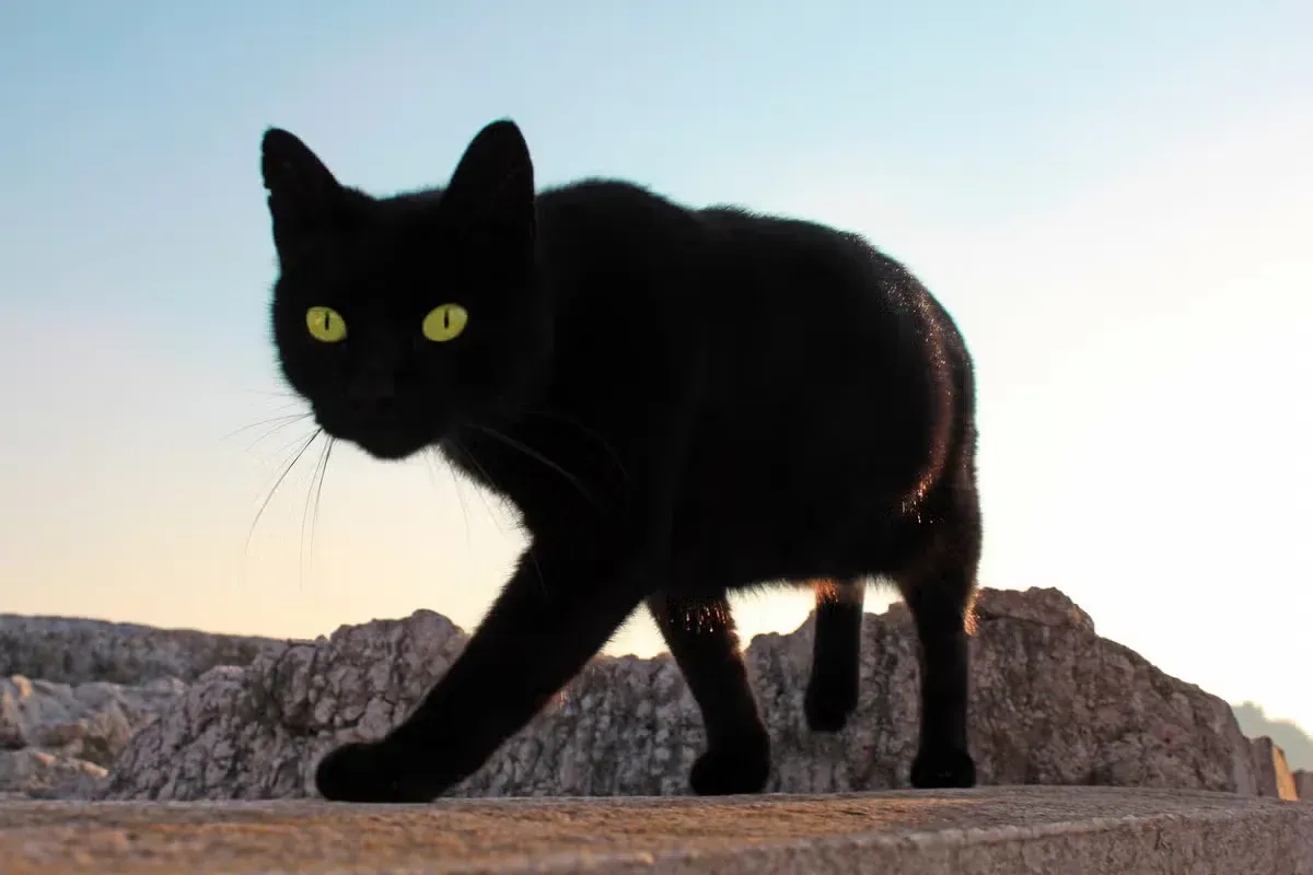 A black cat walking along a rocky shoreline at sunset.