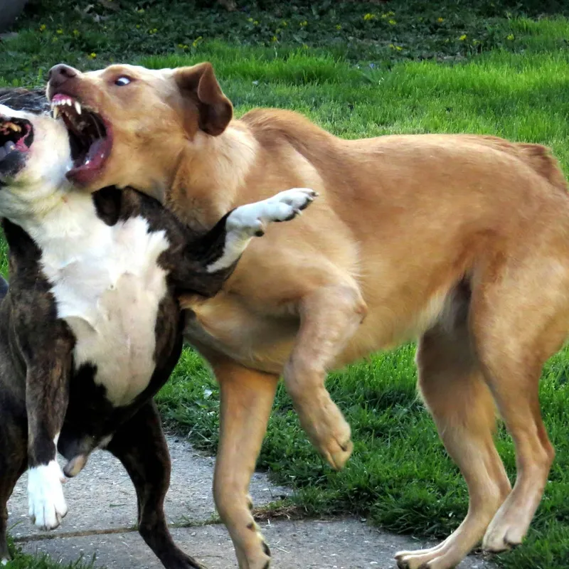 Peace Among Paws: Strategies for Halting Aggression Between Dogs in the Same Home