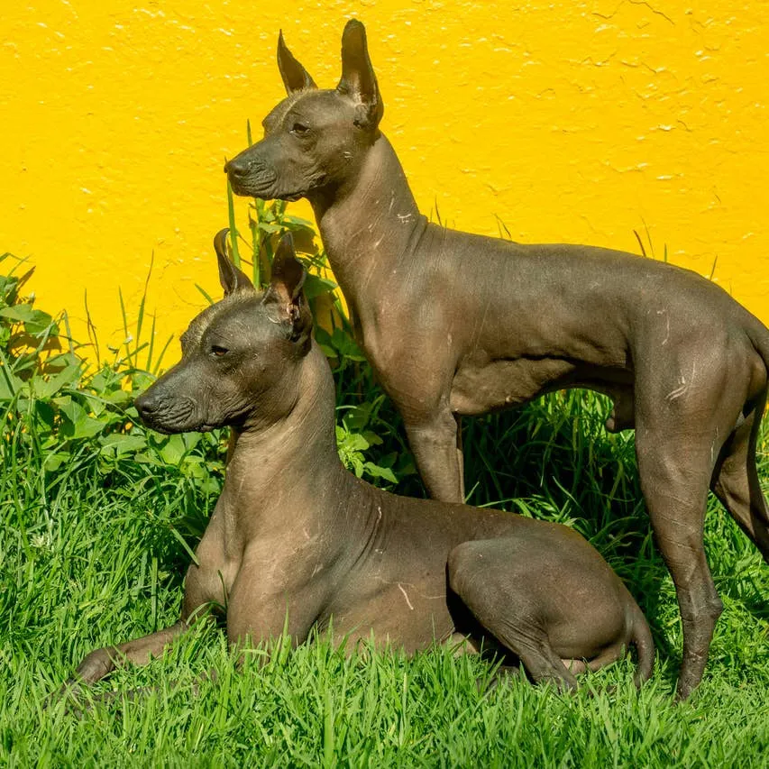 Spanish-Inspired Dog Names: Over 200 Options with Translations