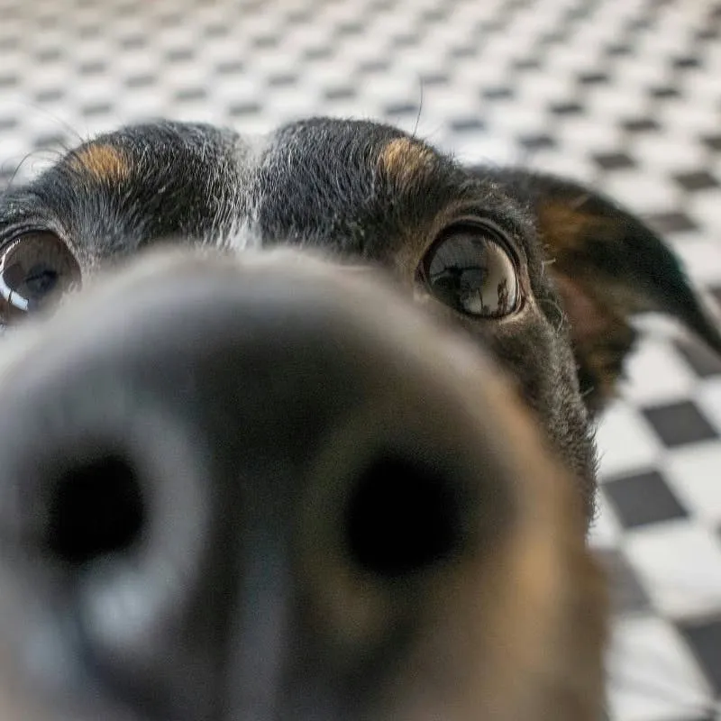 Punny and Hilarious Dog Name Ideas: 100+ Picks for Your Goofy Pup