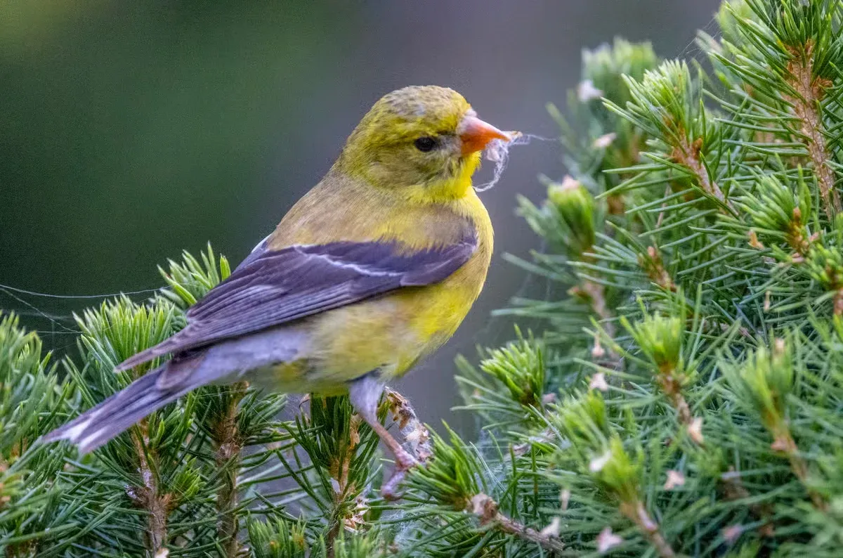 Like other birds, seeing a goldfinch can be a sign of good luck.