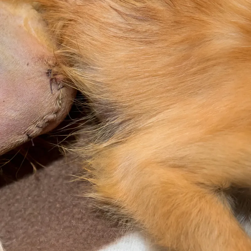 Understanding Canine Patellar Luxation: A Comprehensive Guide