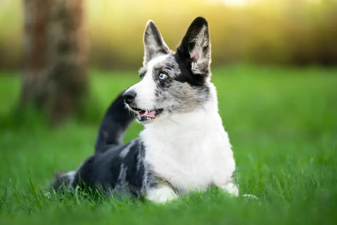 A blue-eyed Corgi playing in the grass.