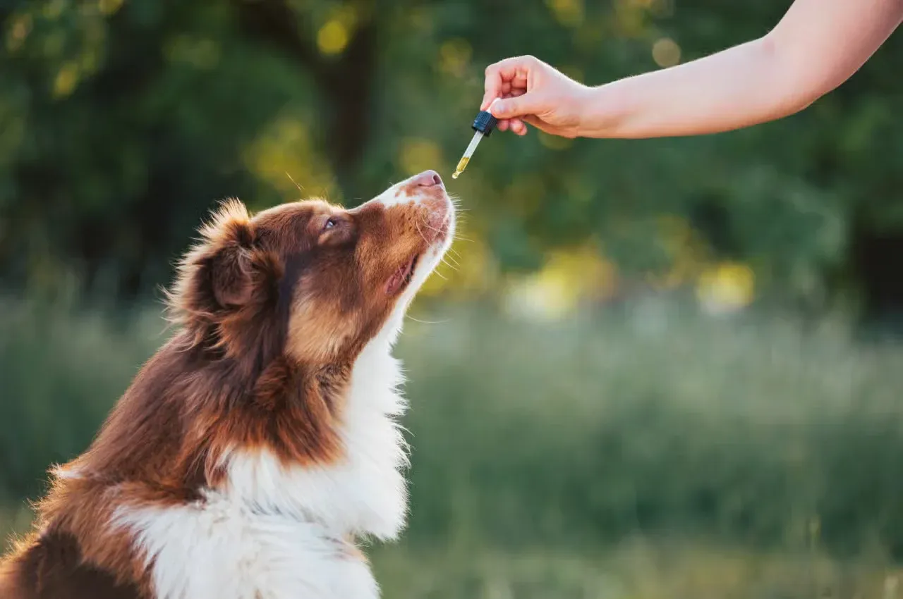 Dog CBD oil in dropper