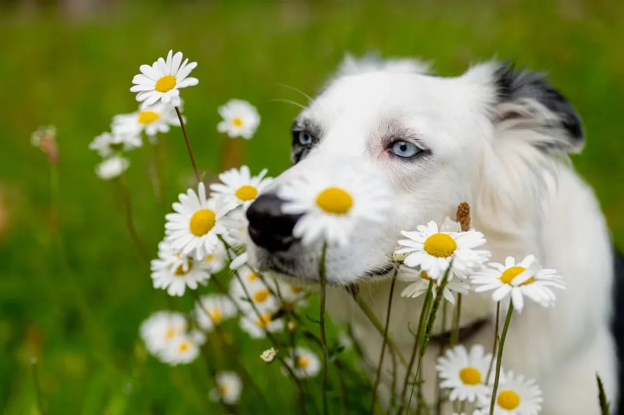 A blue-eyed Border Collie sniffing daisies.
